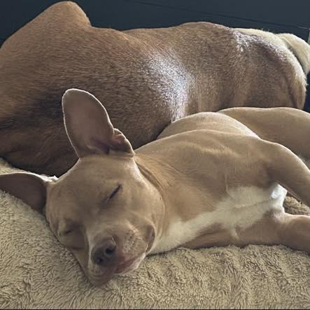 Blu, ADOPTABLE, Young Male Mixed Breed.