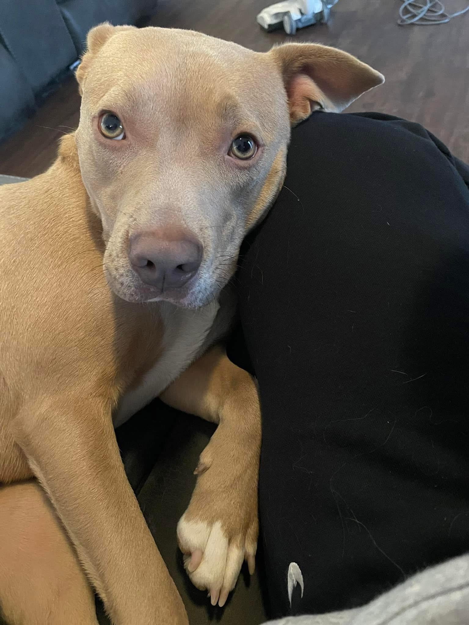 Enlarge Blu, a ADOPTABLE Mixed Breed in Grand Island, NE image 1/6