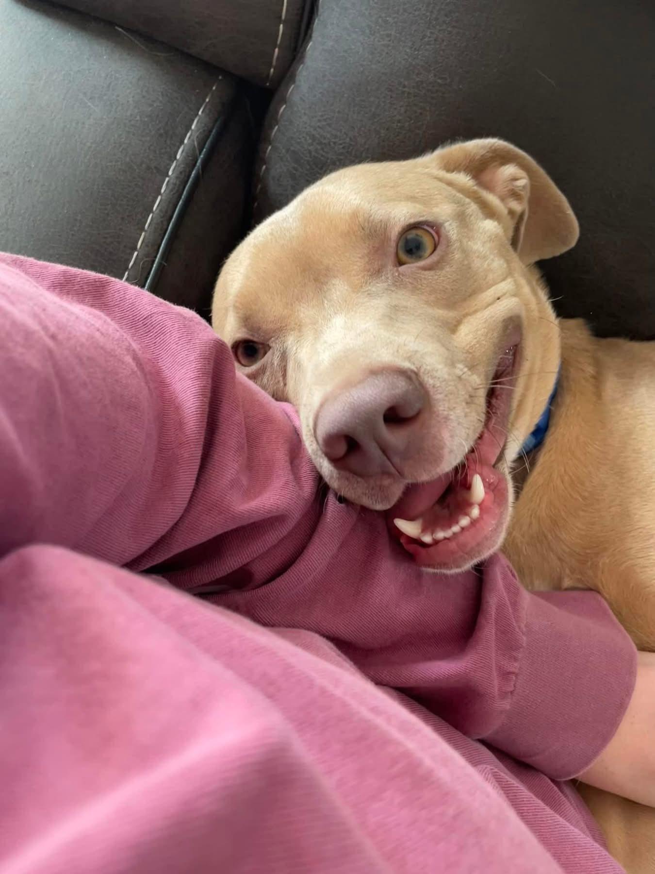 Enlarge Blu, a ADOPTABLE Mixed Breed in Grand Island, NE image 6/6