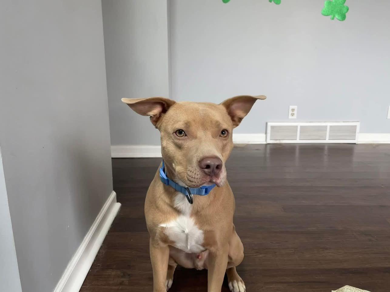 Enlarge Blu, a ADOPTABLE Mixed Breed in Grand Island, NE image 3/6