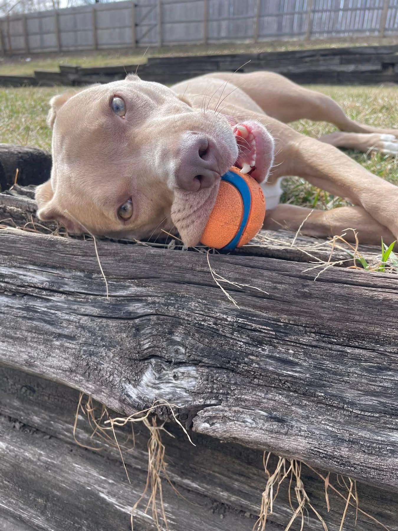 Enlarge Blu, a ADOPTABLE Mixed Breed in Grand Island, NE image 2/6