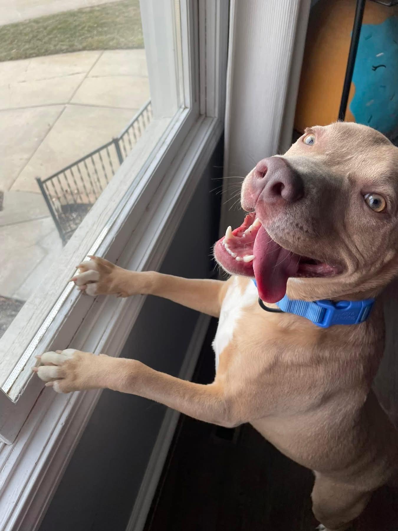 Enlarge Blu, a ADOPTABLE Mixed Breed in Grand Island, NE image 5/6