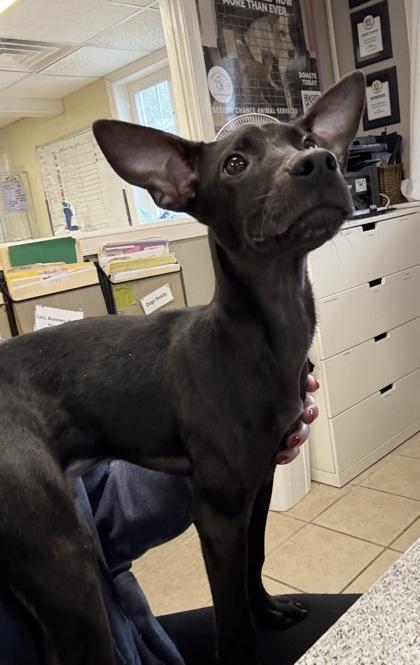 Enlarge Anubis, a Adoptable mixed breed in East Brookfield, MA image 1/3