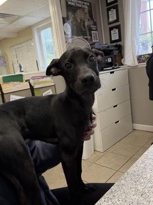 Enlarge Anubis, a Adoptable mixed breed in East Brookfield, MA image 2/3