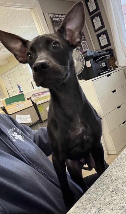 Enlarge Anubis, a Adoptable mixed breed in East Brookfield, MA image 3/3