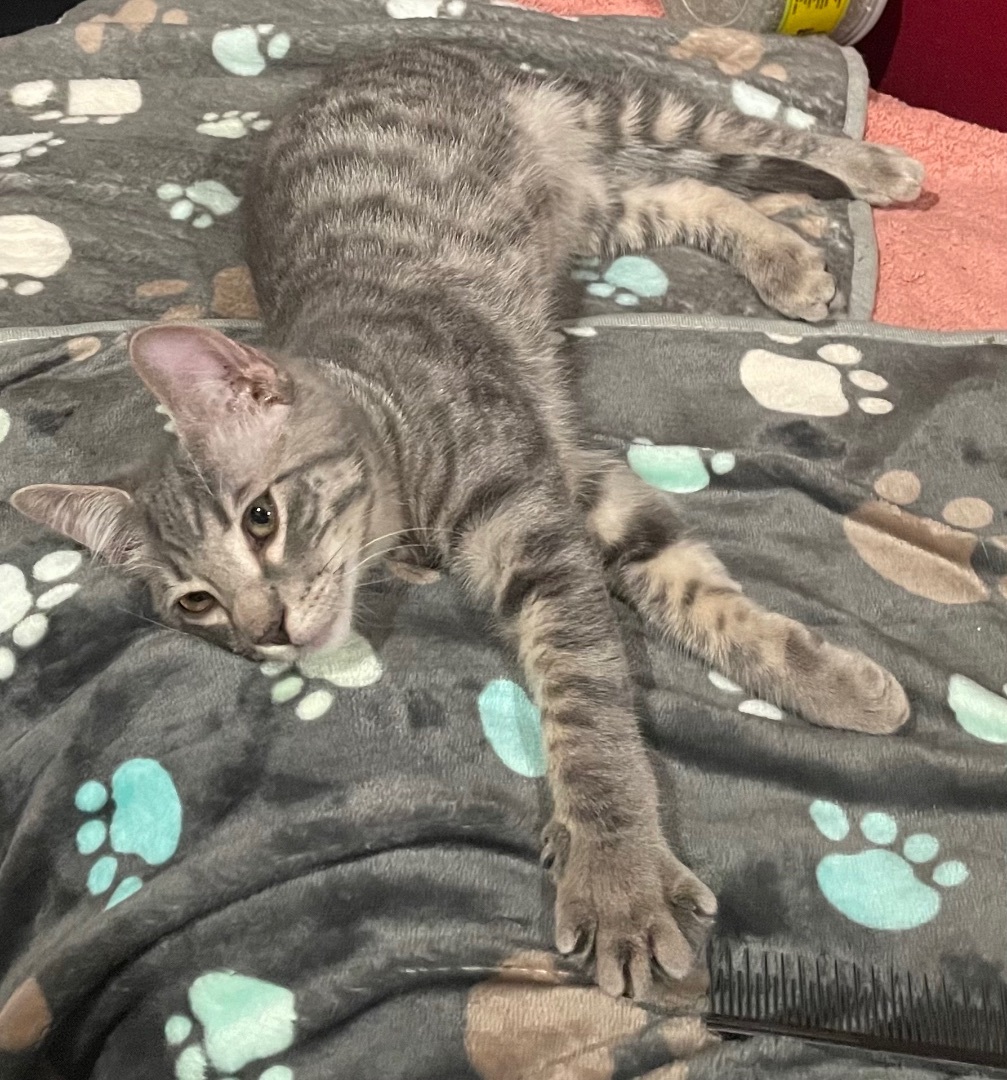 Enlarge Ricochet (AKA Ricky), a Adoptable Domestic Short Hair in Crockett, CA image 1/4