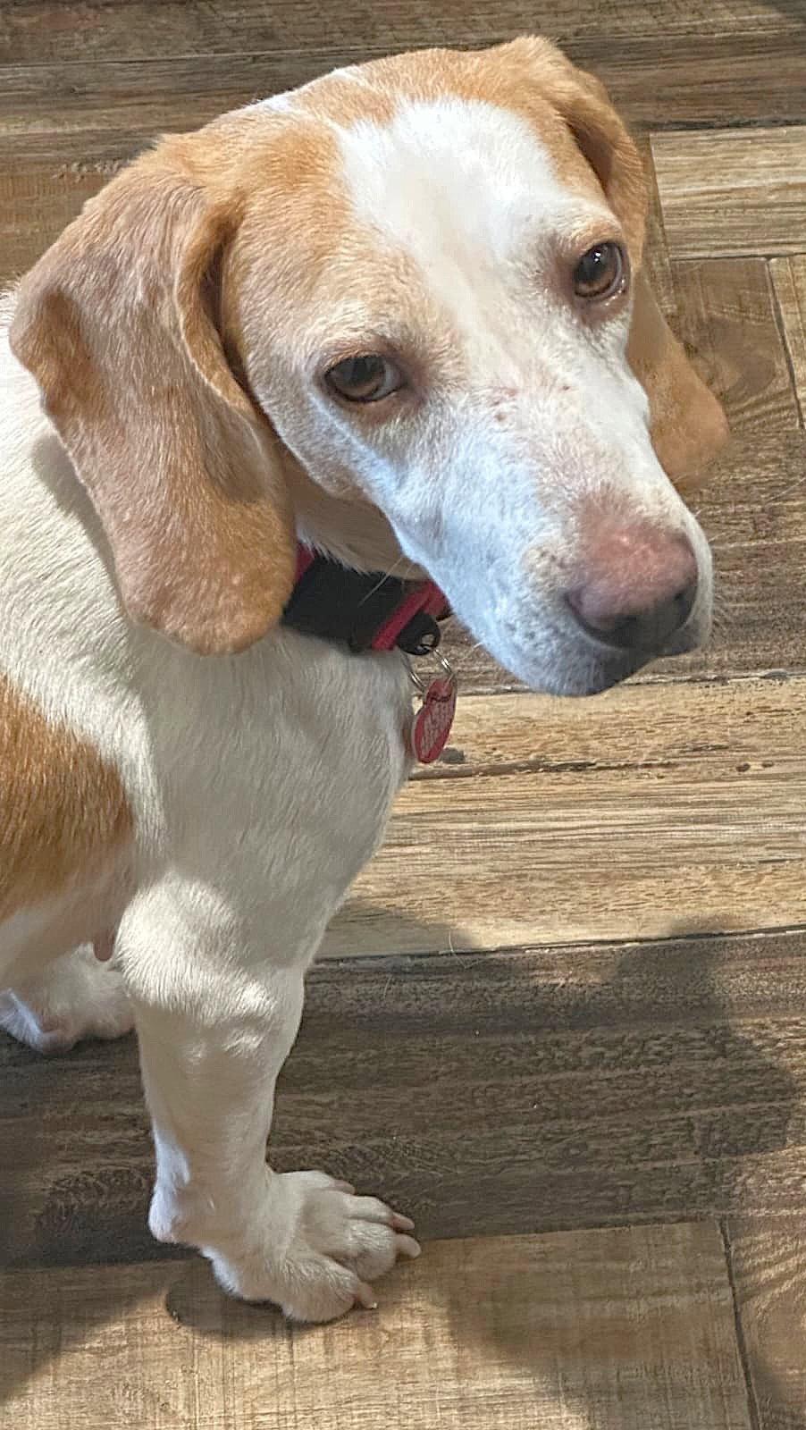 Peaches IV, a Adoptable Beagle in Dunnellon, FL image 1/3