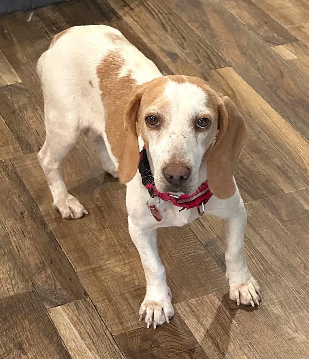 Peaches IV, a Adoptable Beagle in Dunnellon, FL image 2/3