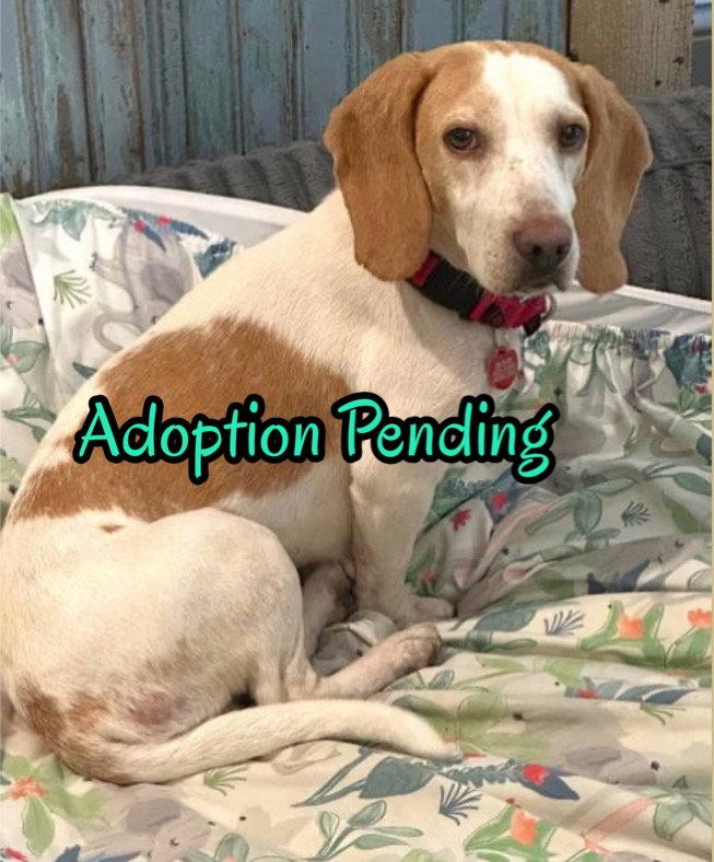 Enlarge Peaches IV, a Adoptable Beagle in Dunnellon, FL image 2/3