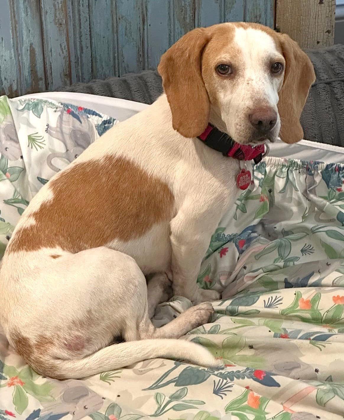 Peaches IV, a Adoptable Beagle in Dunnellon, FL image 3/3