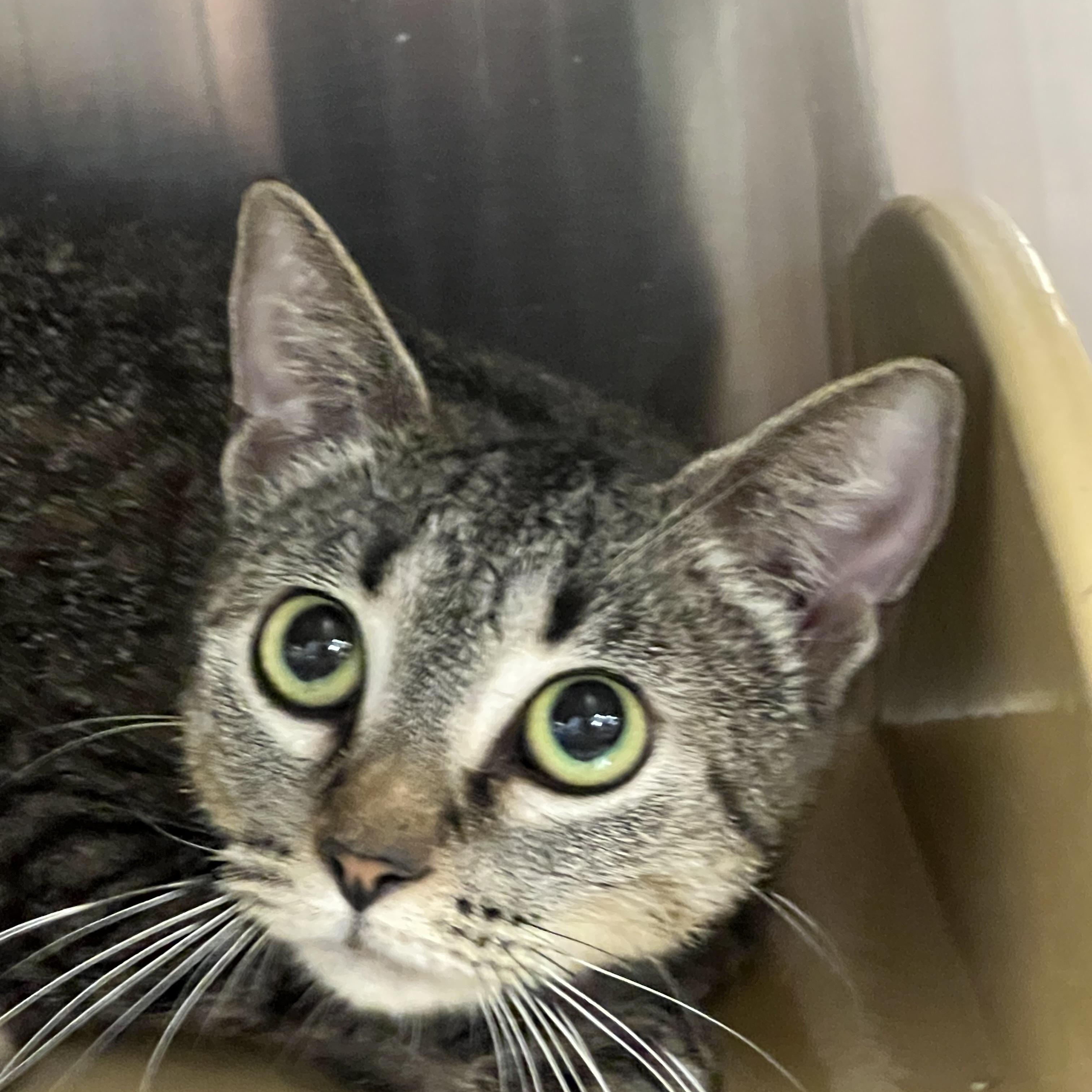 Mable Manx, Adult Female unknown