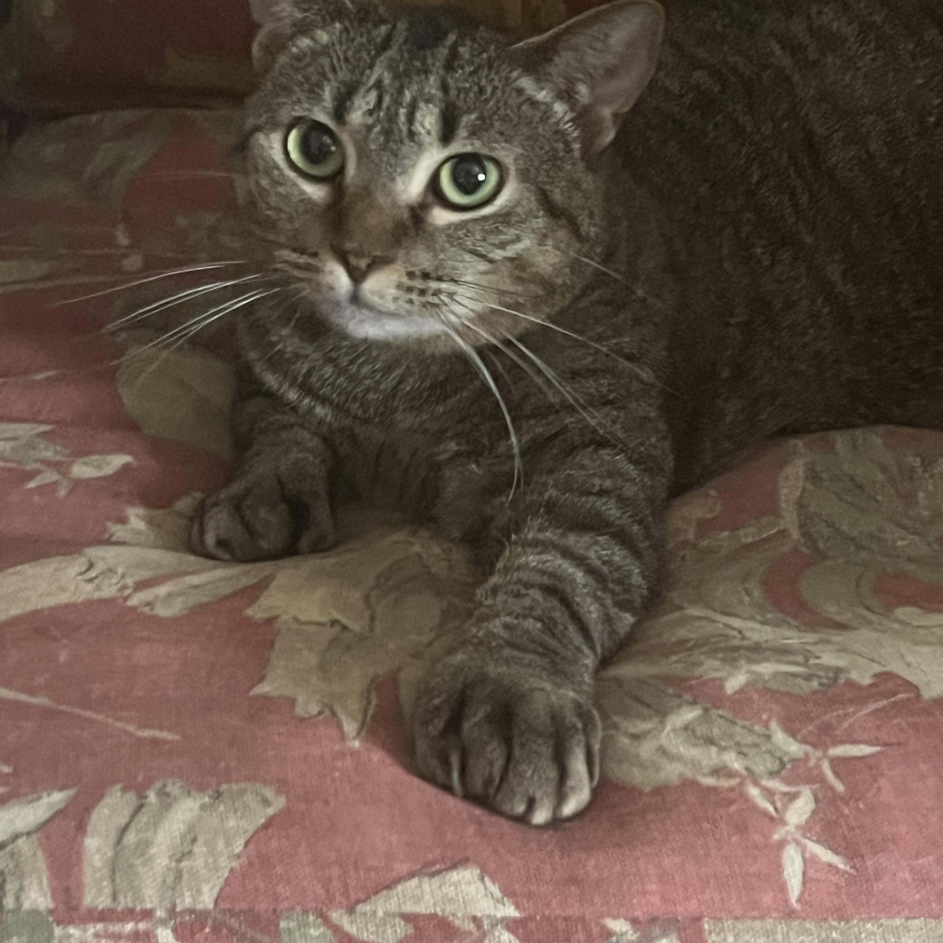 Enlarge Mable Manx, a Adoptable mixed breed in Palmetto, FL image 1/5