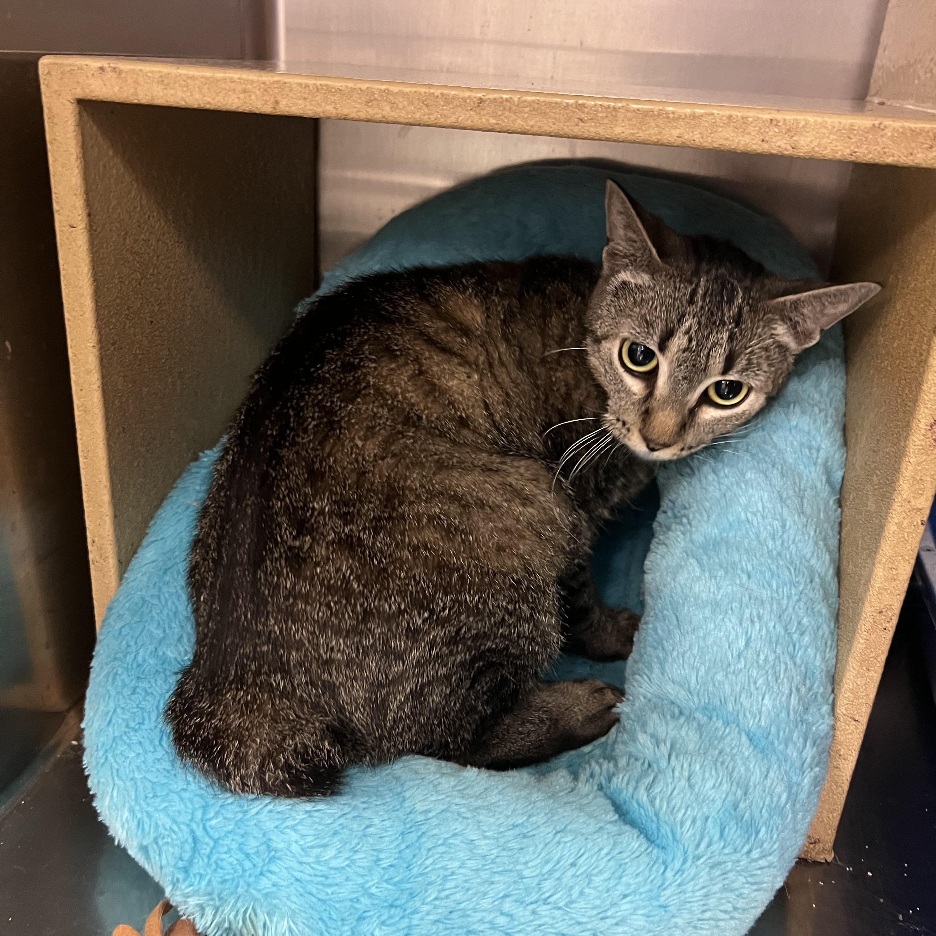 Enlarge Mable Manx, a Adoptable mixed breed in Palmetto, FL image 3/4