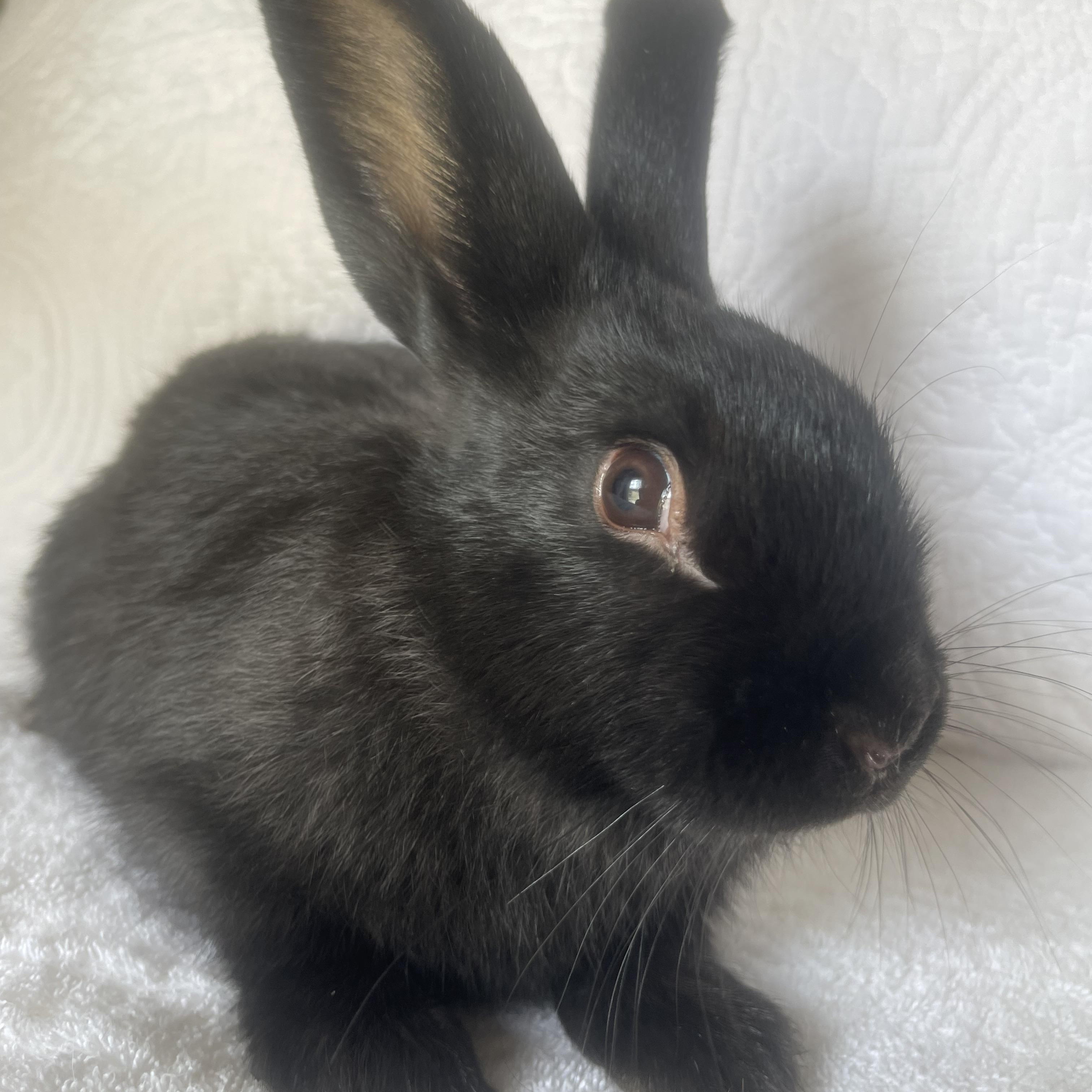 Kion, ADOPTABLE, Young Male Bunny Rabbit.