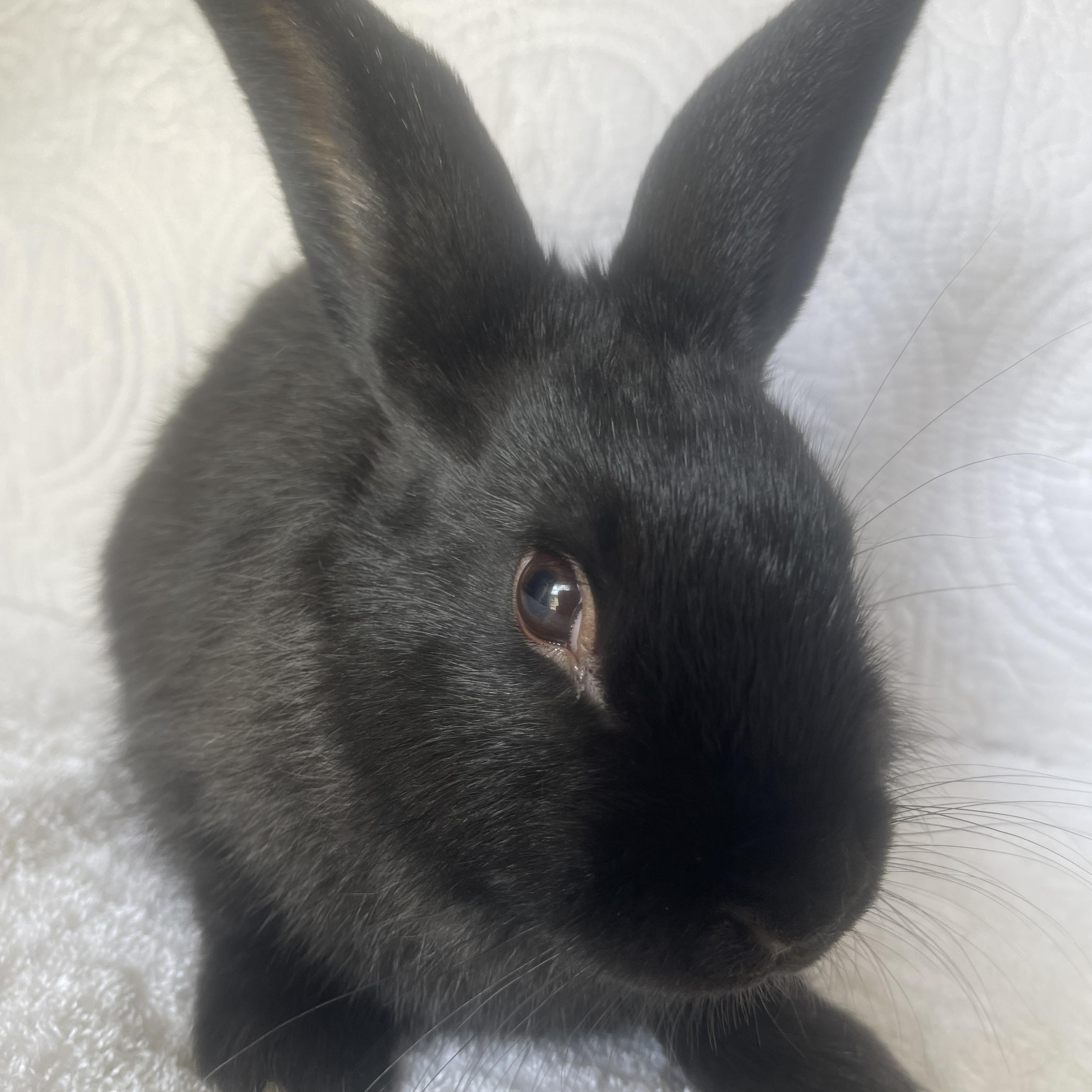 Enlarge Kion, a ADOPTABLE Bunny Rabbit in Birmingham, AL image 2/2