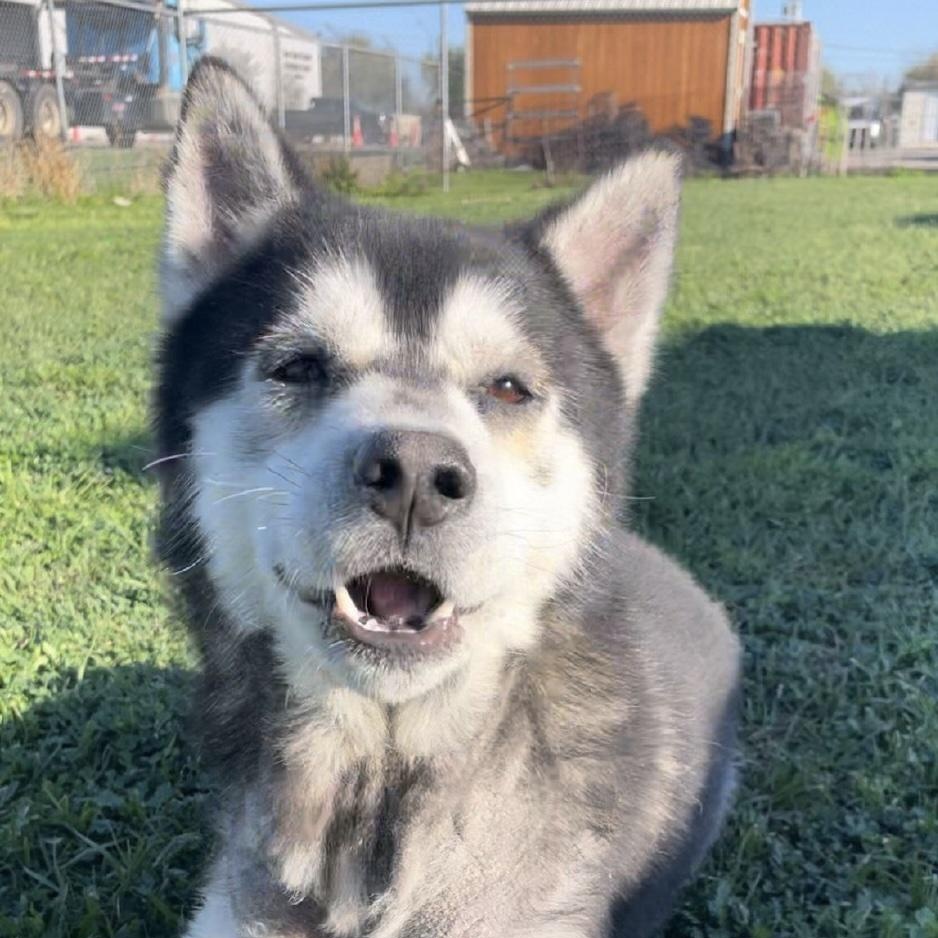 Tripp, a ADOPTABLE Husky in Cedarburg, WI image 1/3