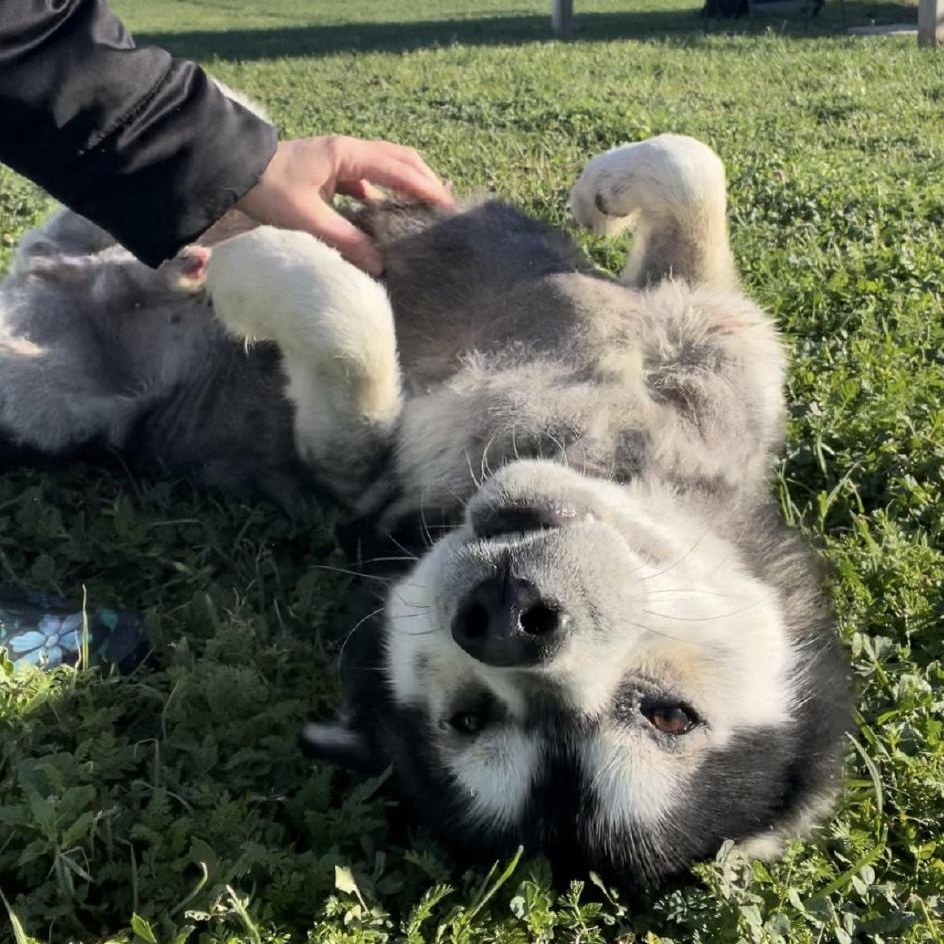 Tripp, a ADOPTABLE Husky in Cedarburg, WI image 2/3