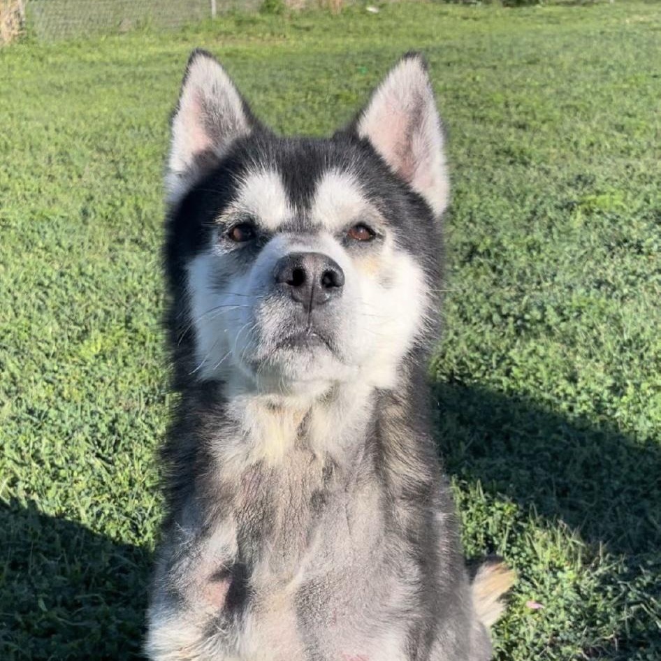 Tripp, a ADOPTABLE Husky in Cedarburg, WI image 3/3