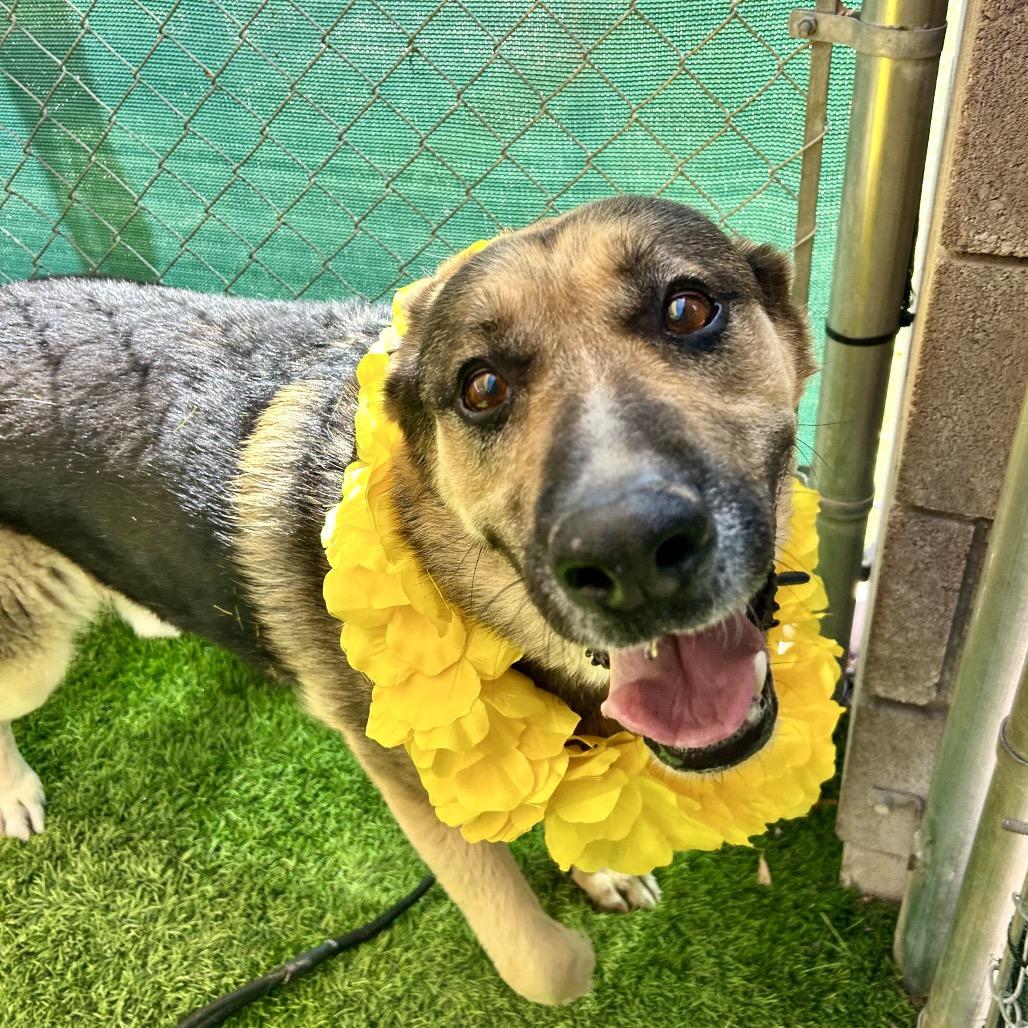 Freddy, Adoptable, Adult Male German Shepherd Dog & Mixed Breed.