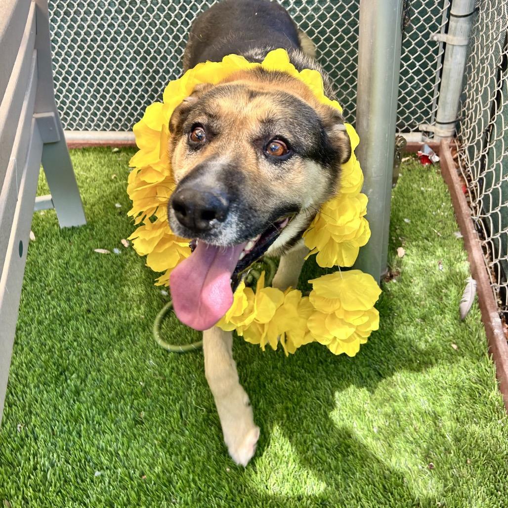 Freddy, a Adoptable mixed breed in Henderson, NV image 2/2