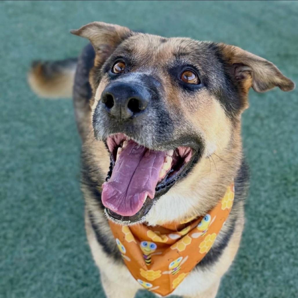 Freddy, a Adoptable mixed breed in Henderson, NV image 3/3