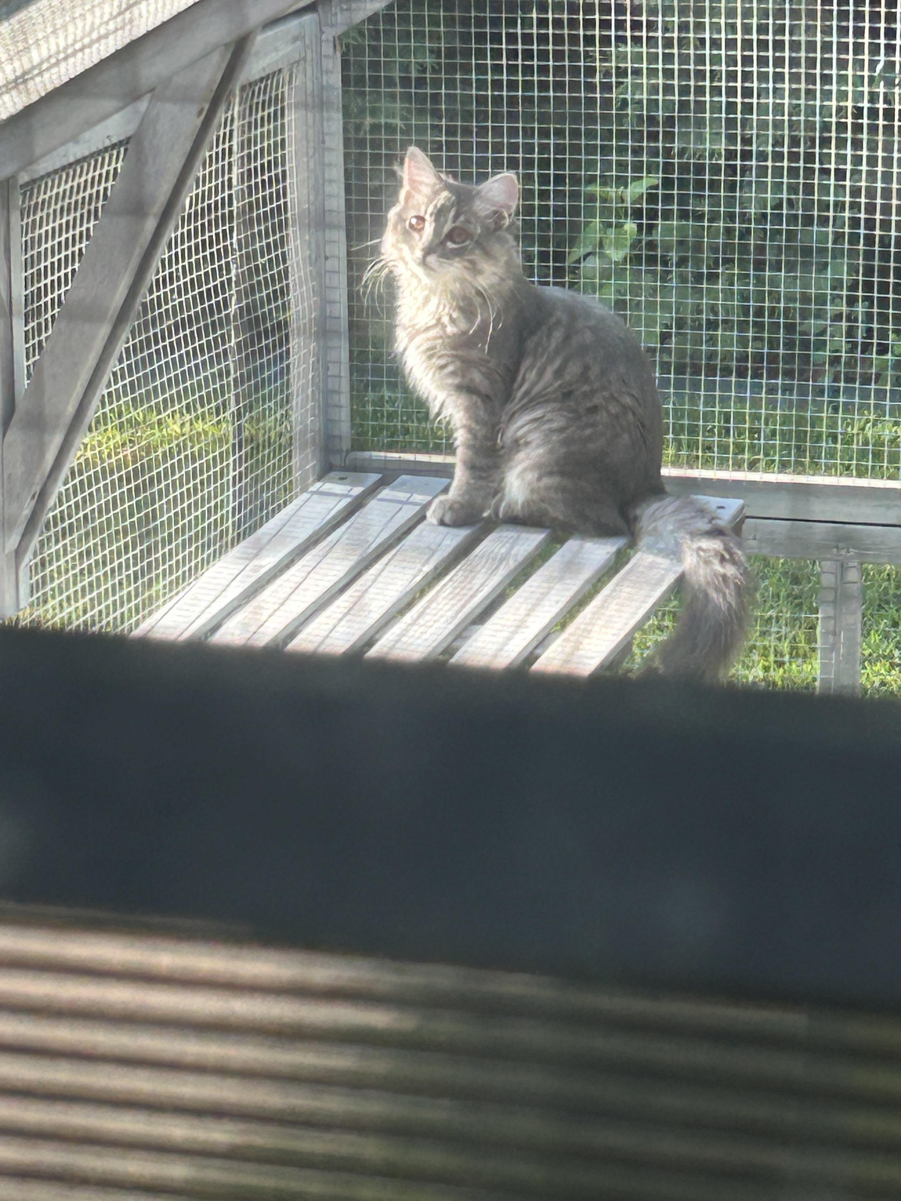 Enlarge Bella, a Adopted Domestic Long Hair in Mountain Home, AR image 3/4