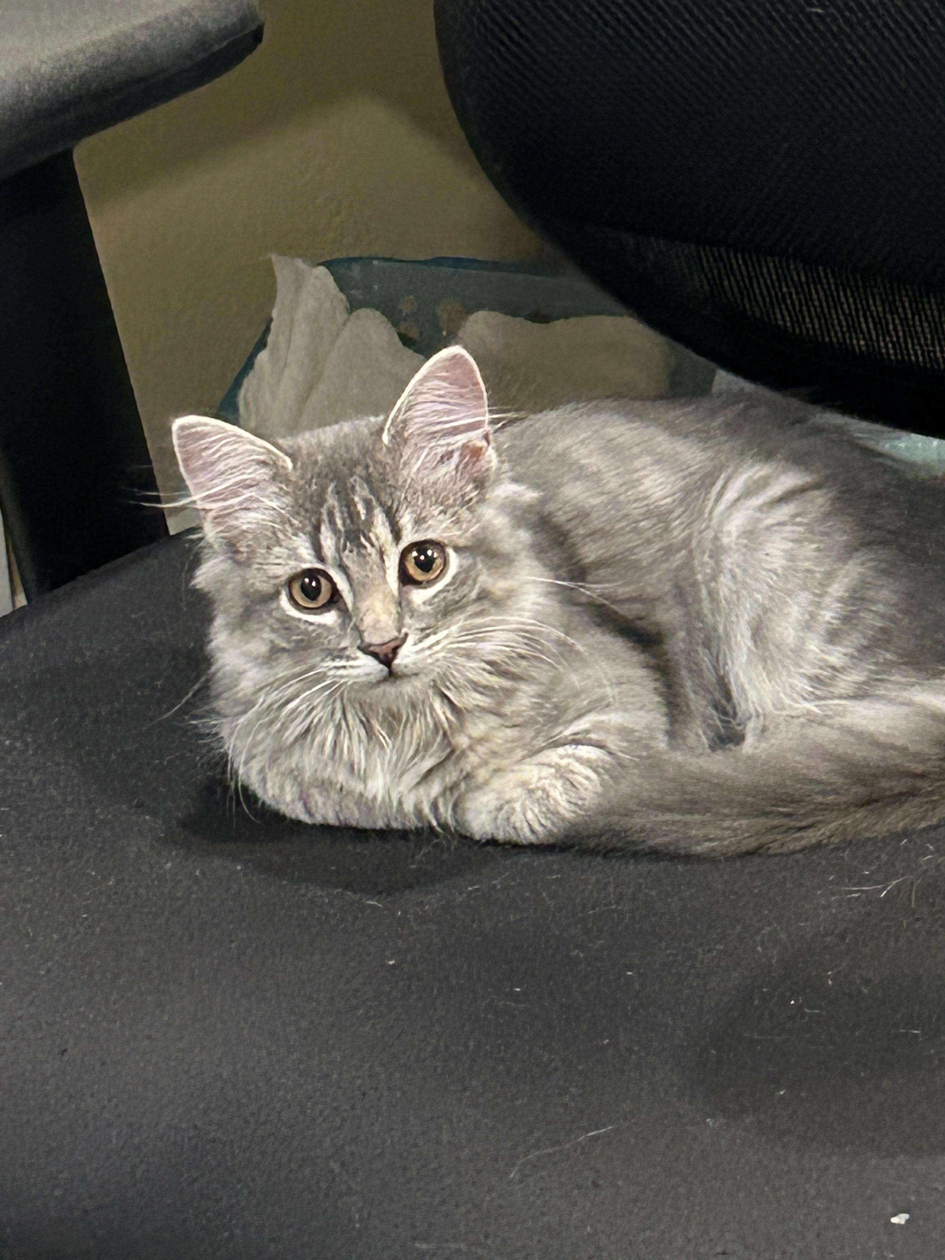 Enlarge Bella, a Adopted Domestic Long Hair in Mountain Home, AR image 2/4