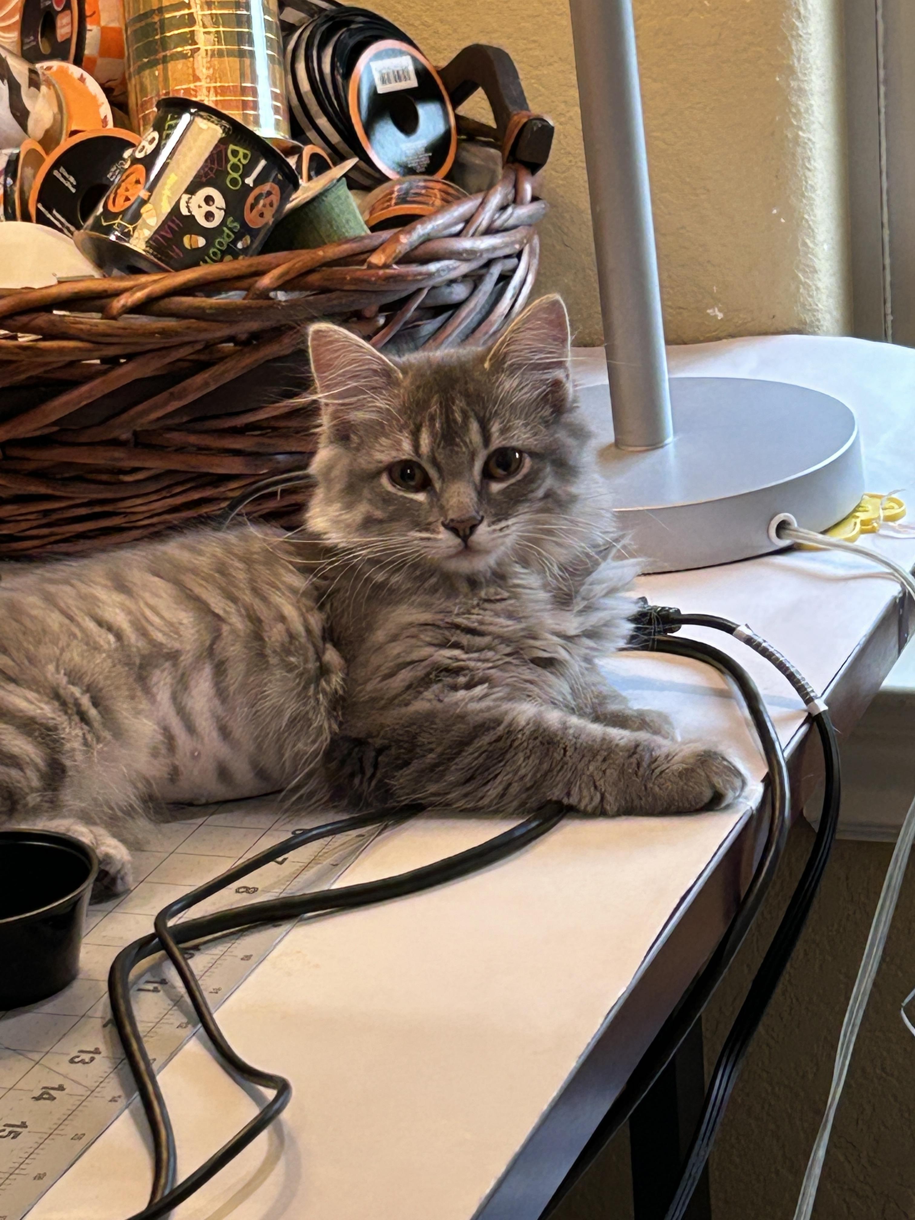 Enlarge Bella, a Adopted Domestic Long Hair in Mountain Home, AR image 4/4