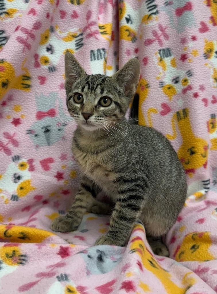 Coyote, Adoptable, Kitten Male Domestic Short Hair.