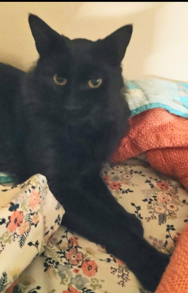 Flash, Adoptable, Young Male Domestic Medium Hair.