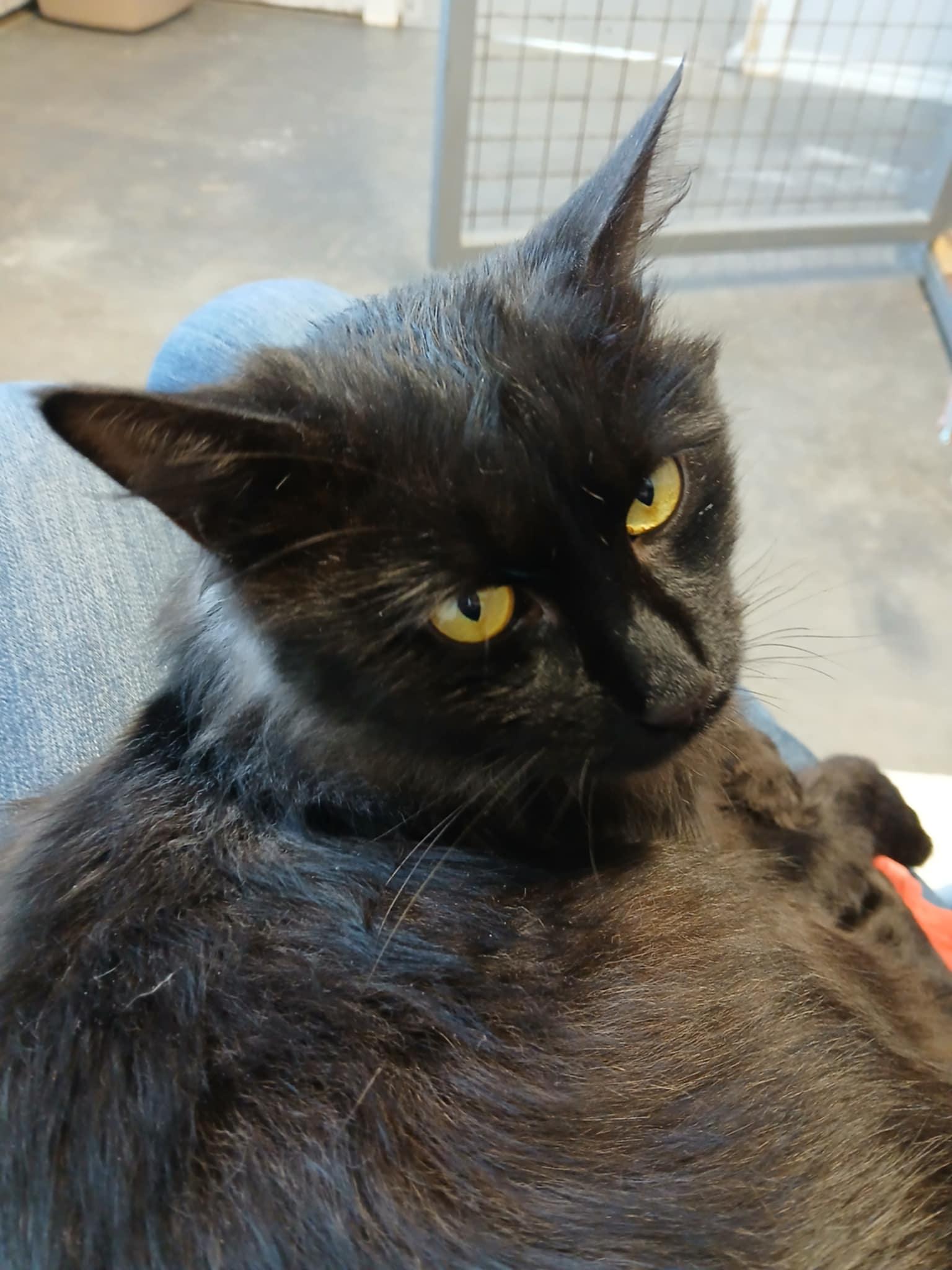 Enlarge Flash, an adopted Domestic Medium Hair in Arlington, WA image 3/4