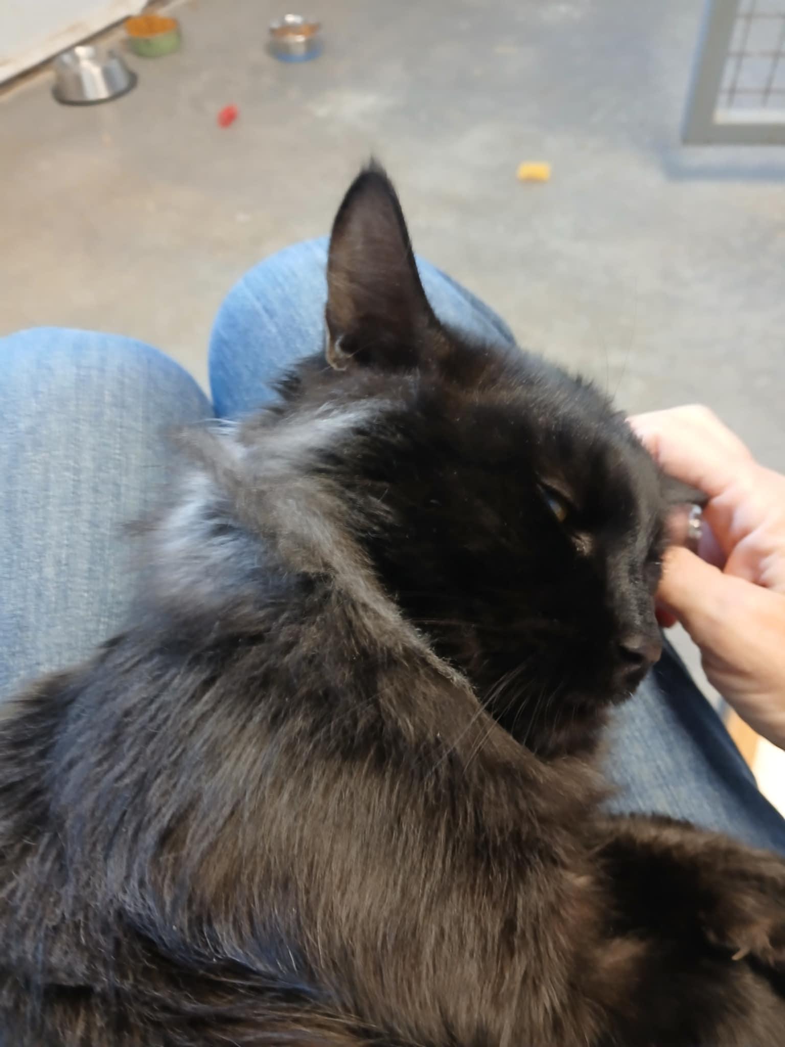 Enlarge Flash, an adopted Domestic Medium Hair in Arlington, WA image 1/4