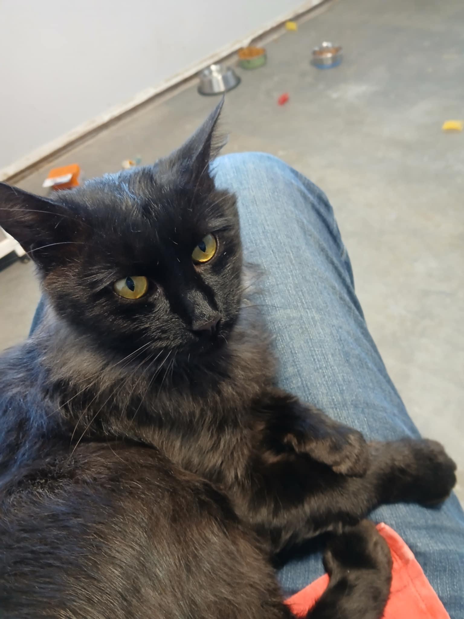 Enlarge Flash, an adopted Domestic Medium Hair in Arlington, WA image 4/4