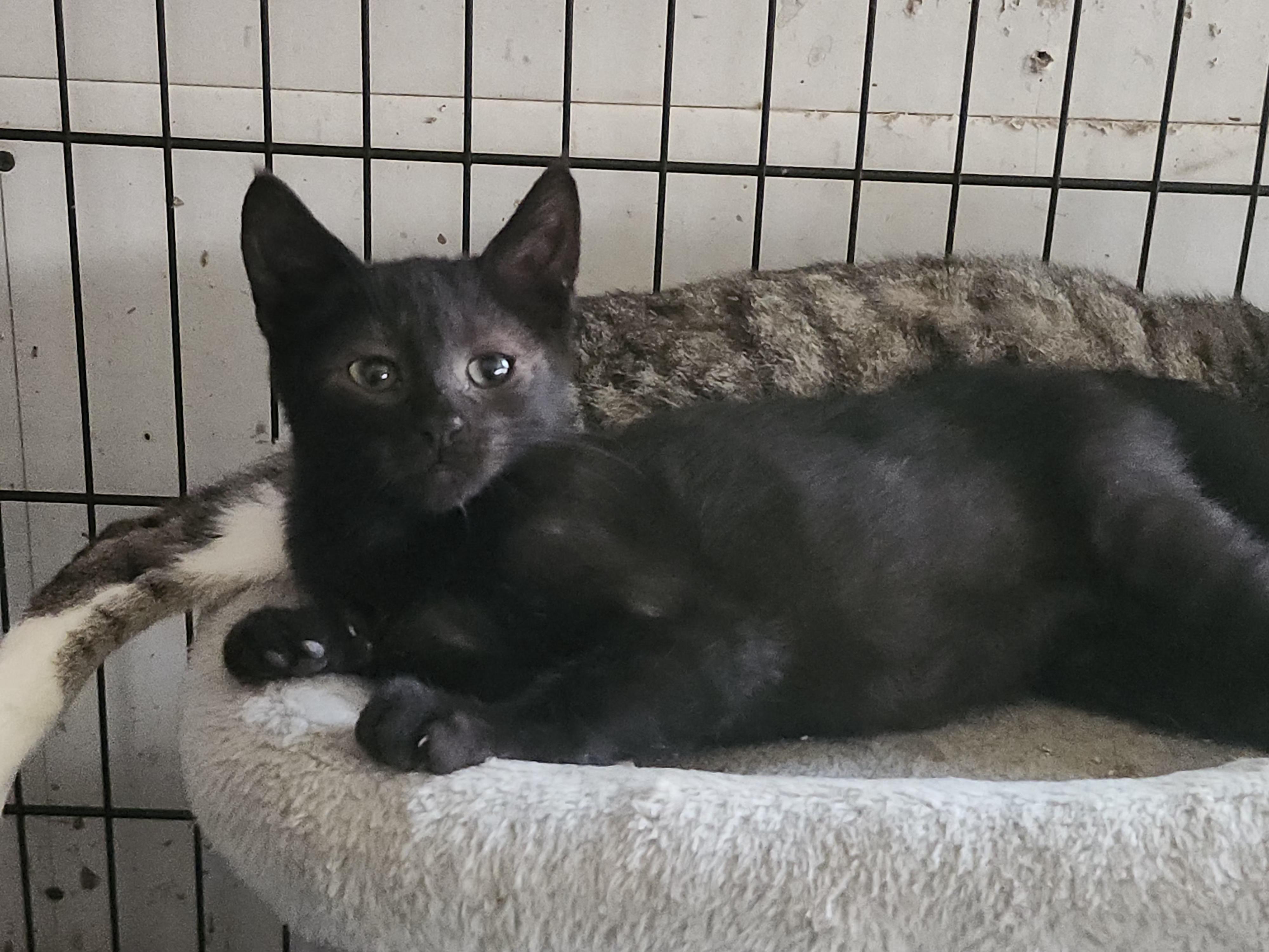 Maus, a ADOPTABLE mixed breed in Long Beach, CA image 2/4