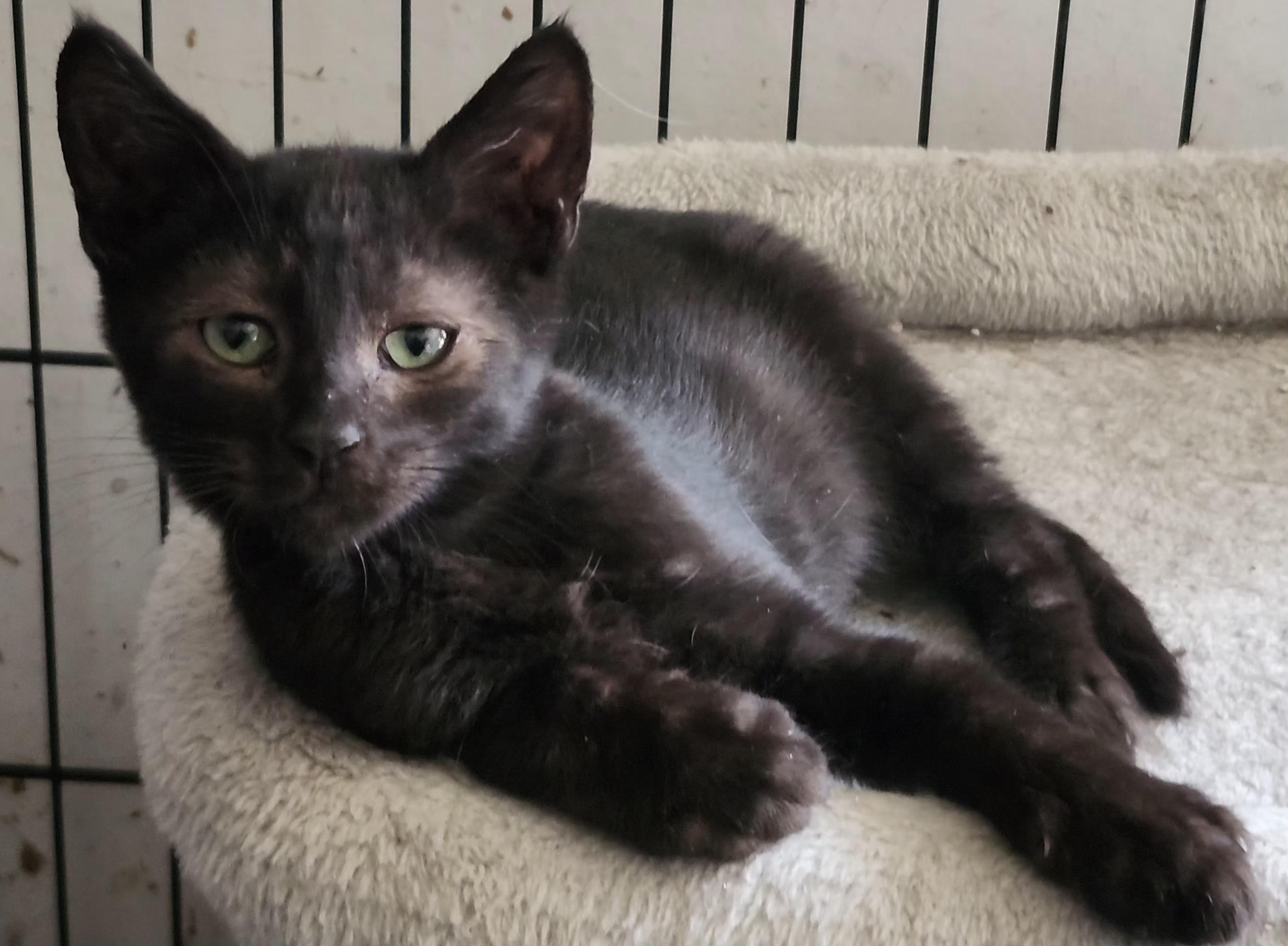 Maus, a ADOPTABLE mixed breed in Long Beach, CA image 1/4