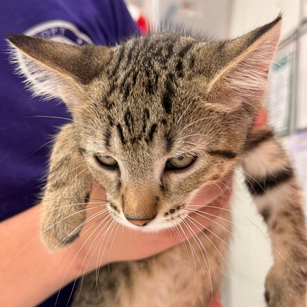 Rick, Adoptable, Young Male Domestic Short Hair.
