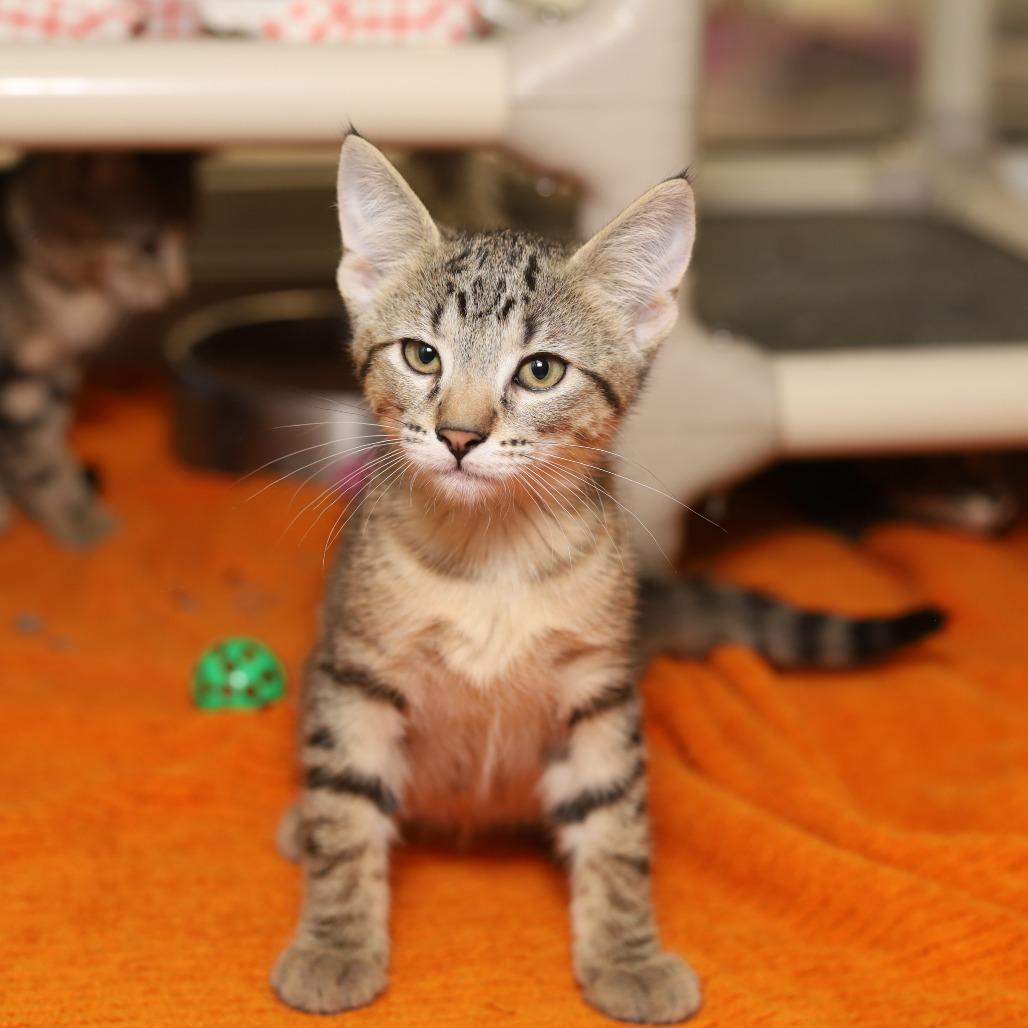 Enlarge Rick, a Adoptable Domestic Short Hair in Evansville, IN image 2/2