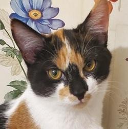 Candy - Adopted!, Adopted, Kitten Female Calico.