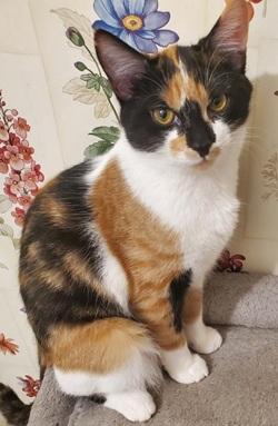 Enlarge Candy - Adopted!, a Adopted mixed breed in Raleigh, NC image 3/3