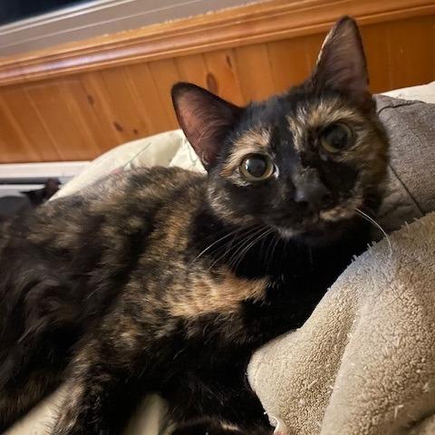 Enlarge Nevada, a Adoptable Domestic Short Hair in Union City, PA image 1/6