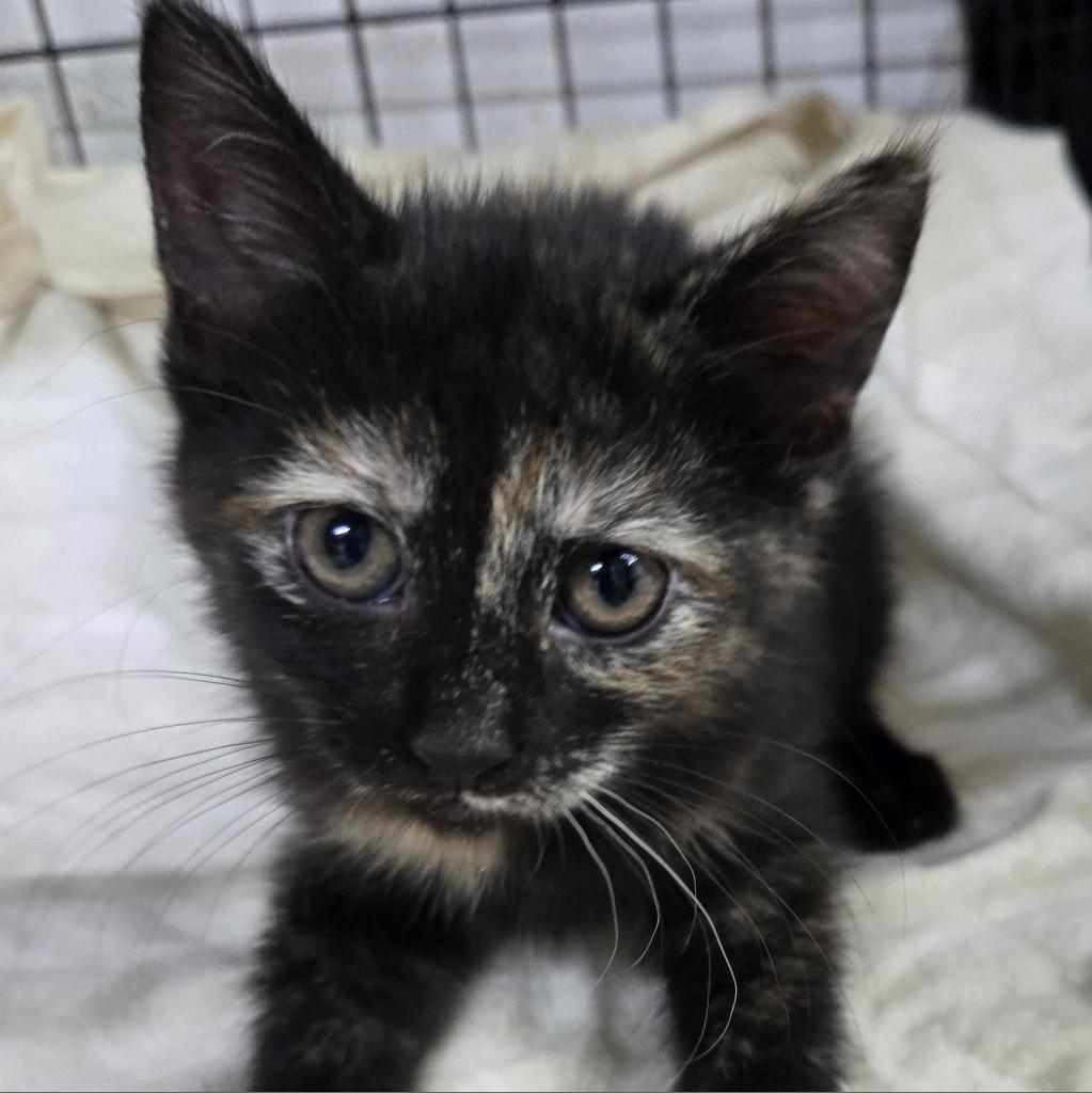 Enlarge Nevada, a Adoptable Domestic Short Hair in Union City, PA image 3/6