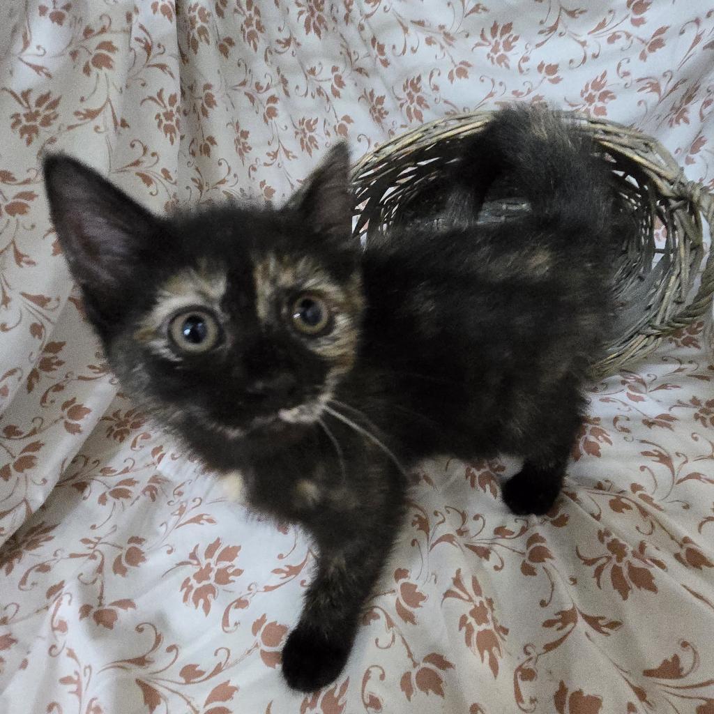 Enlarge Nevada, a Adoptable Domestic Short Hair in Union City, PA image 4/6