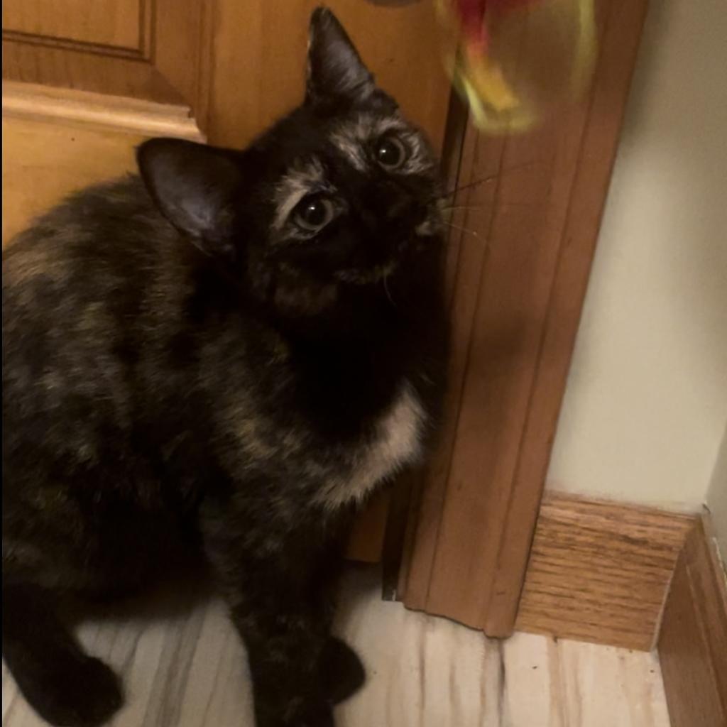 Enlarge Nevada, a Adoptable Domestic Short Hair in Union City, PA image 5/6