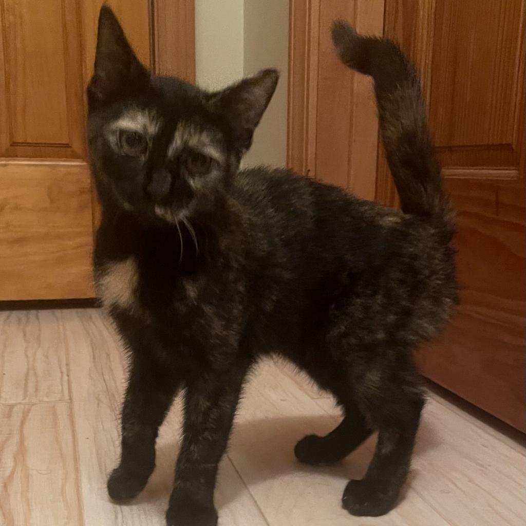 Enlarge Nevada, a Adoptable Domestic Short Hair in Union City, PA image 6/6