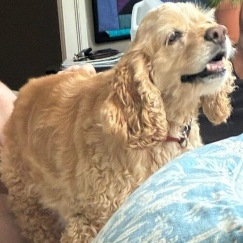 Buddy M 26112, Adoptable, Senior Male Cocker Spaniel.
