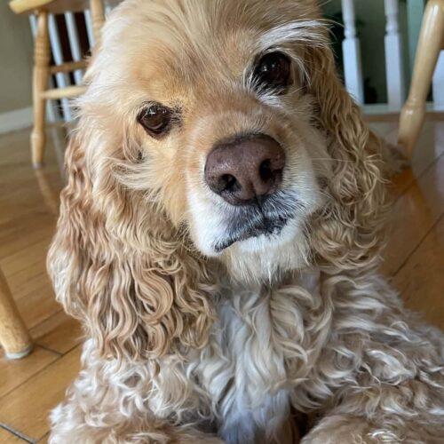 Enlarge Buddy M 26112, a Adoptable Cocker Spaniel in Parker, CO image 2/2