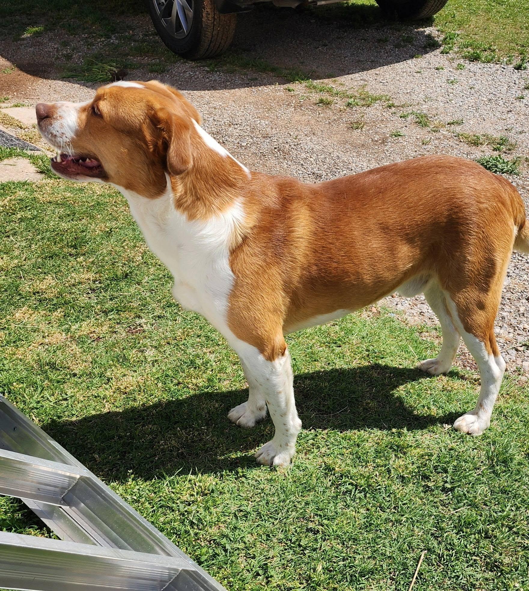 Enlarge Doogie Bowser, a ADOPTABLE mixed breed in Wynnewood, OK image 2/2