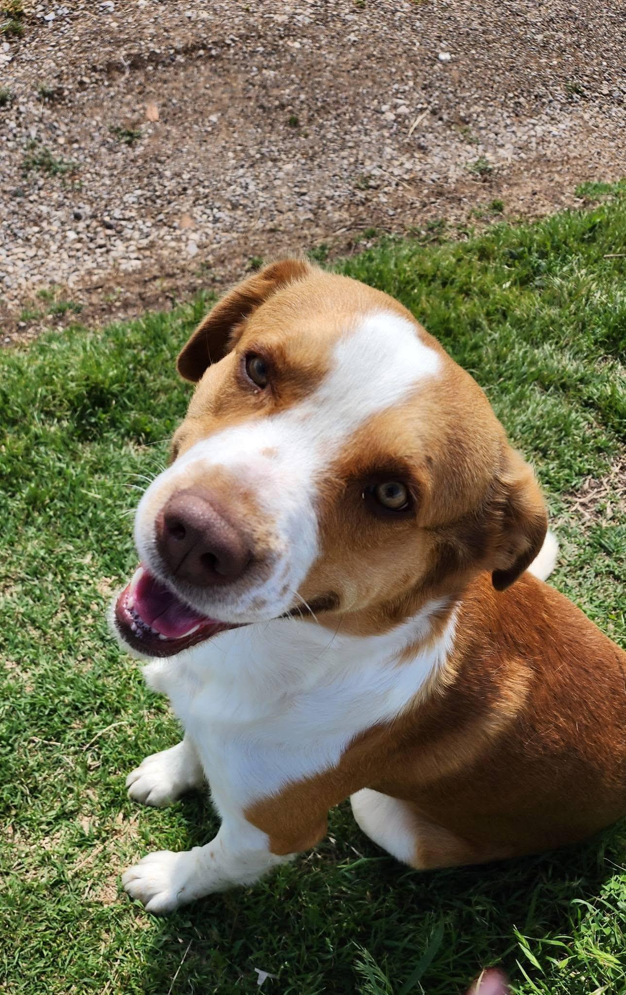 Doogie Bowser, ADOPTABLE, Adult Male Beagle.
