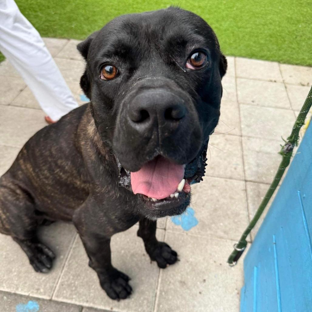 Mufasa, Adoptable, Adult Male Cane Corso.