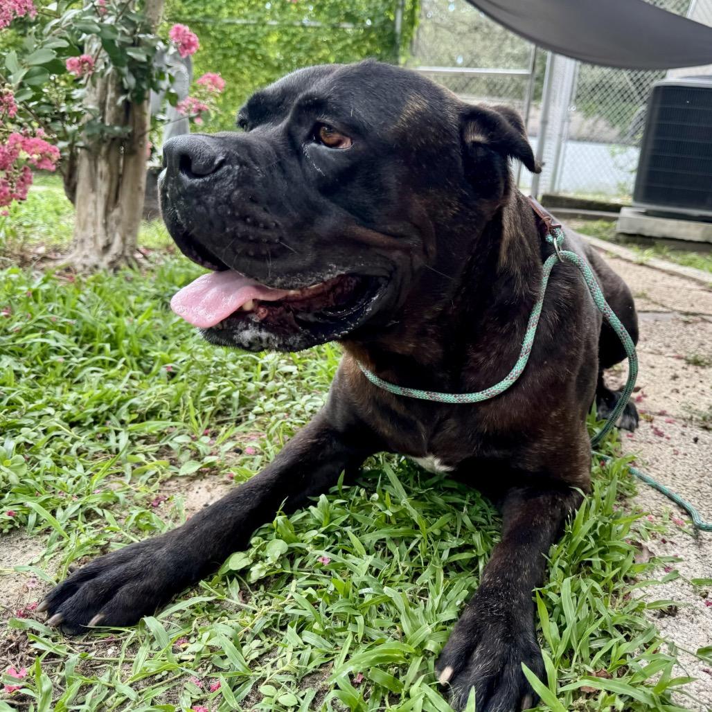 Mufasa, a Adoptable Cane Corso in Tampa, FL image 2/6